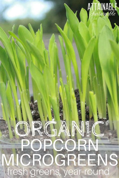 Popcorn Shoots A Great Option For Urban Gardeners Growing