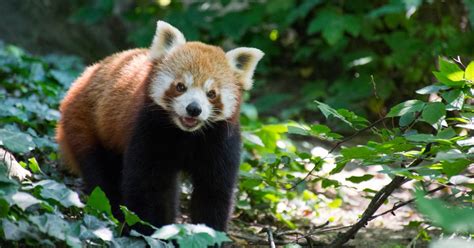 Celebration As Rare Red Panda Twins Born In Dutch Zoo The Irish Times