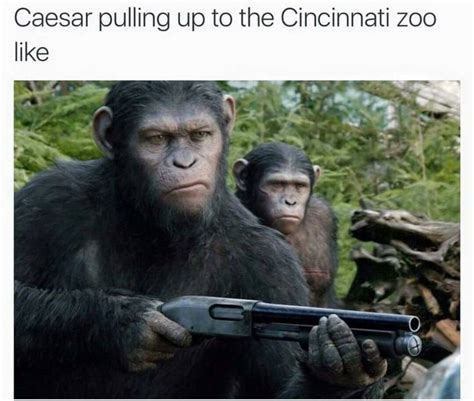 Harambe Meme | Planet of the apes, Dawn of the planet, Funny pictures