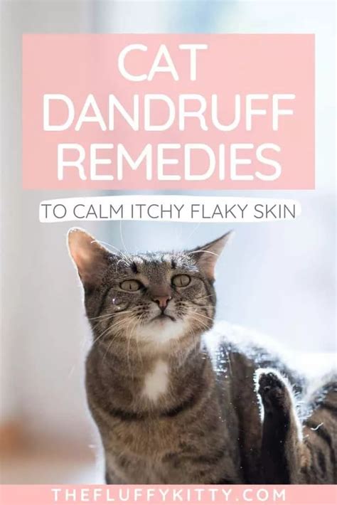 Cat Dandruff Remedies To Soothe Your Cat S Flaky Skin Artofit