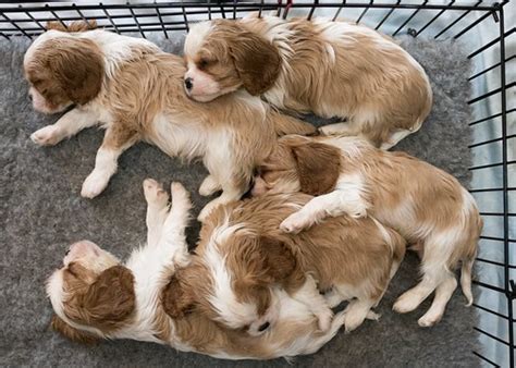 Border collie puppies for sale in austin texas. Puppies | Austin Kirk | Flickr