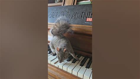 Squirrel Playing Piano With Me Youtube
