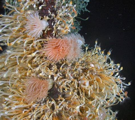 Species Discovered In Deep Sea Vents Near Antarctica