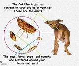 Images of Heat Treatment For Fleas