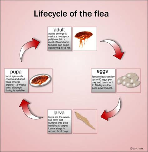 Life Cycle Of Fleas On Cats