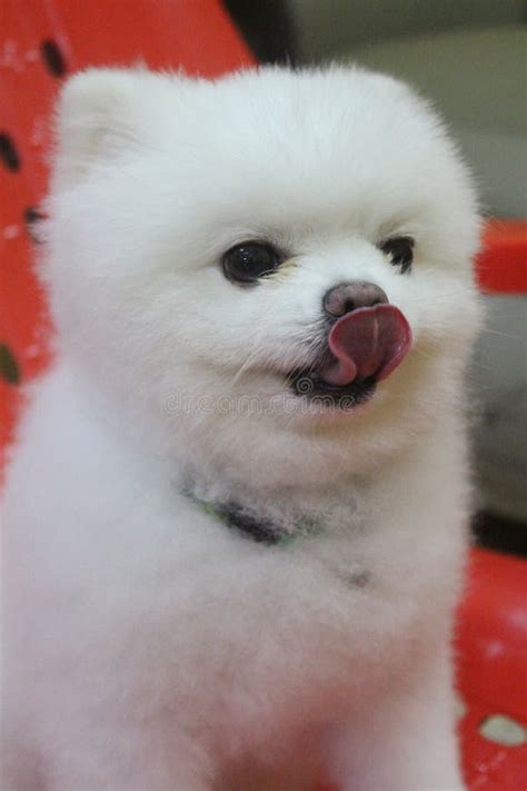 Cute Pomeranian Licking Stock Photo Image Of Natural 232056312