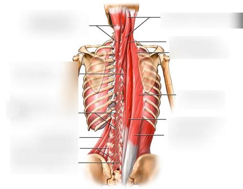 Musculos Internos Del Dorso Diagram Quizlet