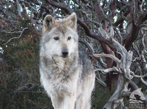 California Wolf Center On Twitter Wolves Can Live In A Captive