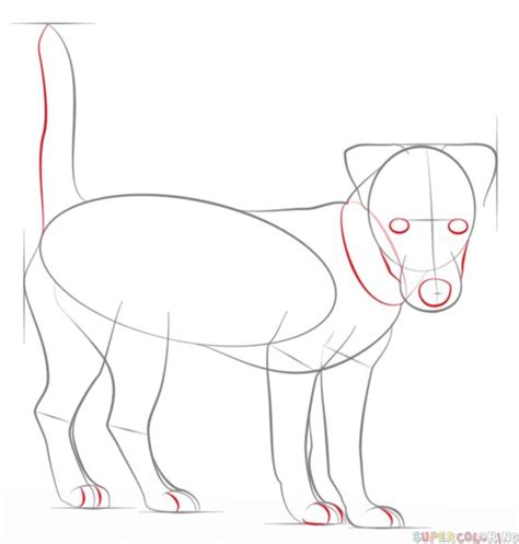 How To Draw A Jack Russell Terrier Step By Step Drawing Tutorials