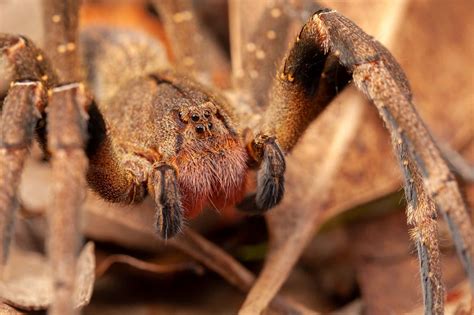 5 Creepy Amazon Rainforest Spiders • I Heart Brazil