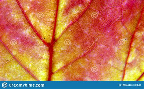 Multicolored Maple Leaf Macro View Stock Image Image Of Multicolored