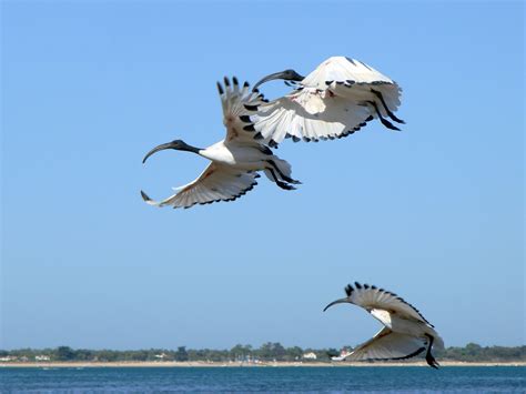 1366x768 Wallpaper Three Black And White Long Beak Birds Peakpx