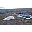 Polar Bear Dies On Svalbard During Marking Program  Polarjournal