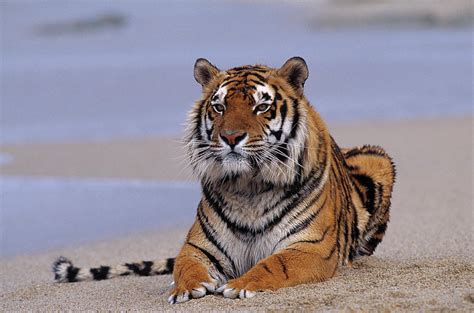 Bengal Tiger Resting On Beach Panthera Photograph By Nhpa Pixels