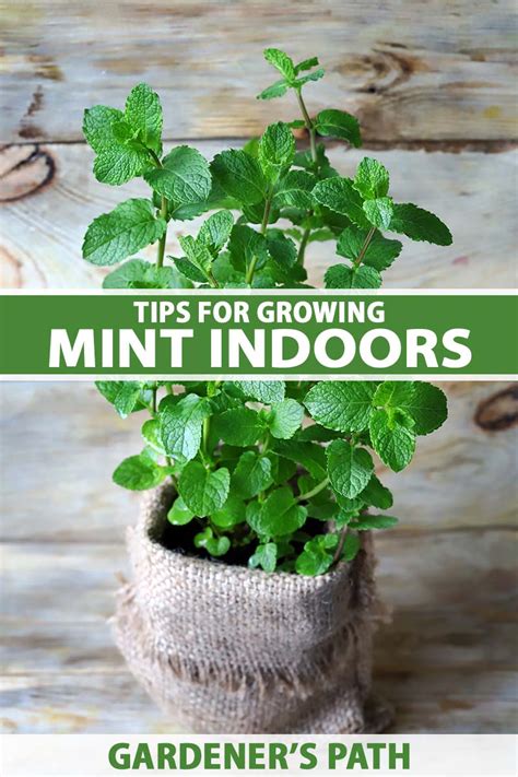 Tips For Growing Mint Indoors Gardeners Path