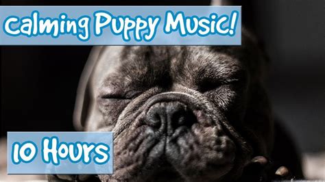 How To Calm Your Puppy Down Ways To Relax Your Dog With Soothing Music