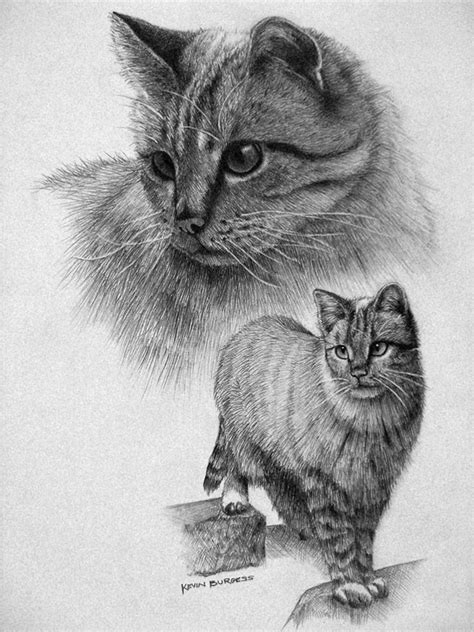 40 Great Examples Of Cute And Majestic Cat Drawings Tail