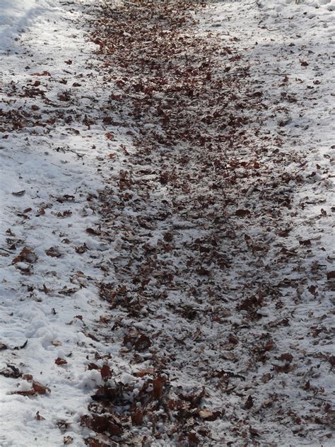 무료 이미지 나무 분기 감기 겨울 식물 목재 꼬리 화이트 조직 잎 운영 서리 벽 얼음 날씨 흙