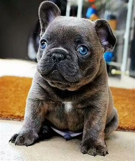 Like the french bulldog, the blue french bulldog is a stocky but small dog. Blue eyed French Bulldog Puppy | american bulldogs | Blue ...