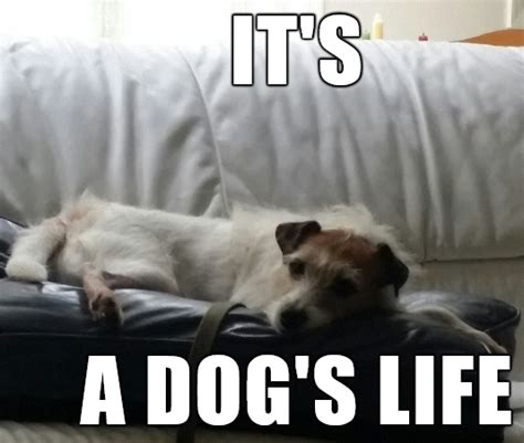 The 14 Funniest Jack Russell Terrier Memes Of The Week Page 2 Of 3