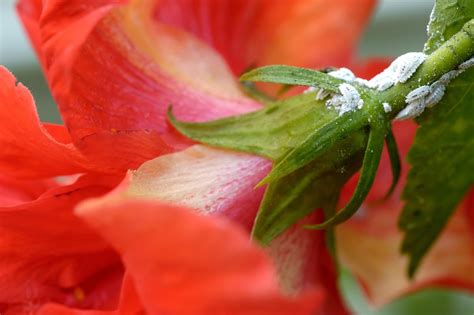 Jul 28, 2021 · to get rid of aphids, hose down your infested plant every few days for 2 weeks, focusing on the undersides of the leaves. How to Protect Your Hibiscus from Aphids? Try These 5 Ace ...