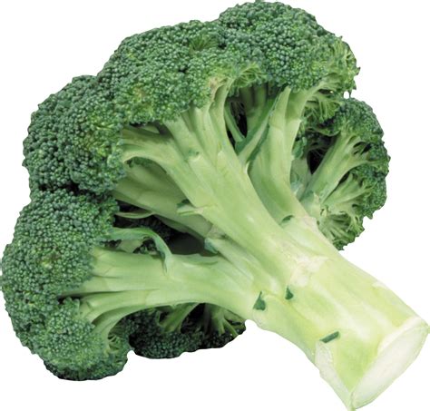 Broccoli Png Image Free Broccoli Pictures Download