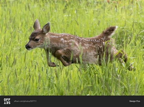 Sitka Black Tailed Deer Odocoileus Hemionus Sitkensis Fawn Running
