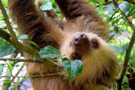 How Do Sloths Adapt To The Rainforest 9 Amazing Traits You Should