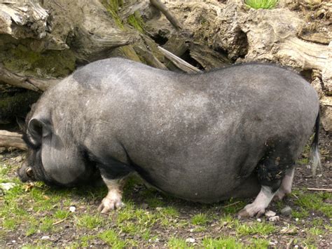 Pot Bellied Pig Sus Scrofa Domestica Wiki Image Only