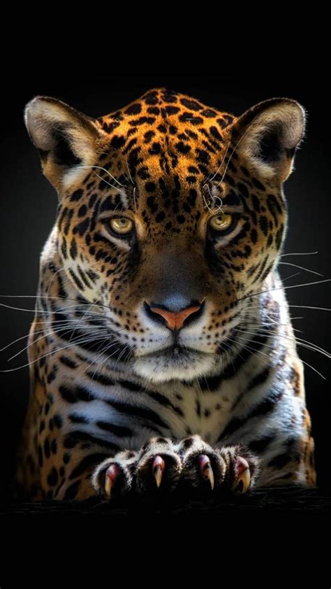 Jaguar Wallpaper By Georgekev Ee Free On Zedge Big Cats