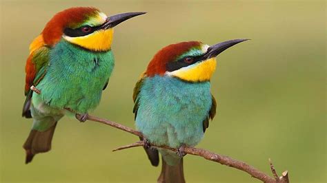 Цветные Птицы Фото —