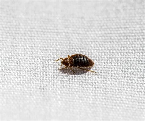 Bed Bugs Removal How To Identify Them And Get Rid Of Them H2