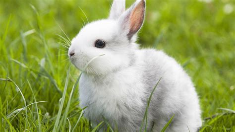 20 Selected Cute Wallpaper Rabbit You Can Get It For Free Aesthetic Arena