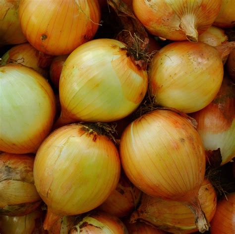 Sweet Spanish Onion Thresh Seed Co