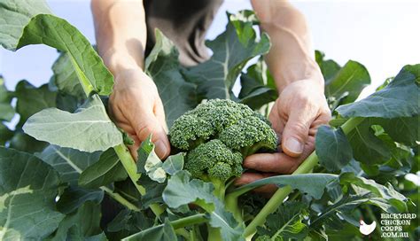 A Brilliant Companion To Garden Grown Broccoli