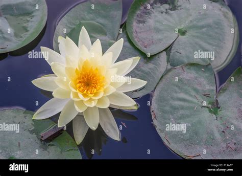 Yellow Water Lily Hi Res Stock Photography And Images Alamy