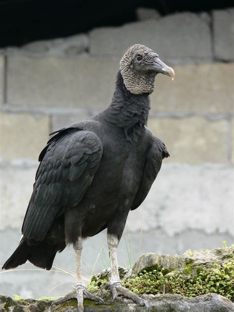 Free Picture Black Vulture Bird Coragyps Atratus