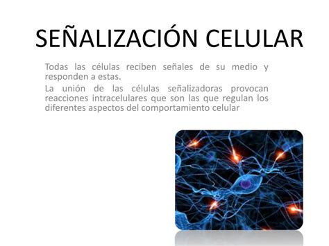 Ppt SeÑalizacion Celular Powerpoint Presentation Free Download Id