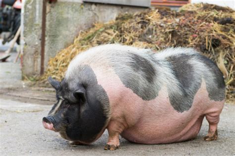 Speckled Potbellied Pig Stock Photo Download Image Now Istock