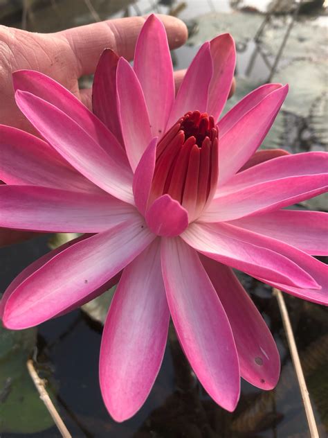 Tropical Waterlilies, Nymphaea sp. | Twin Cities, Minneapolis, St Paul