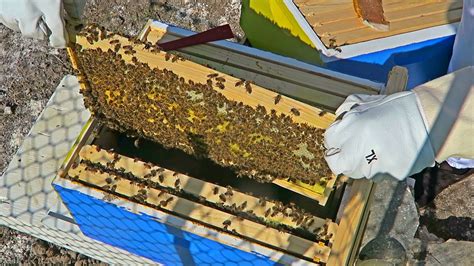 Honey Bee Hive Inspection