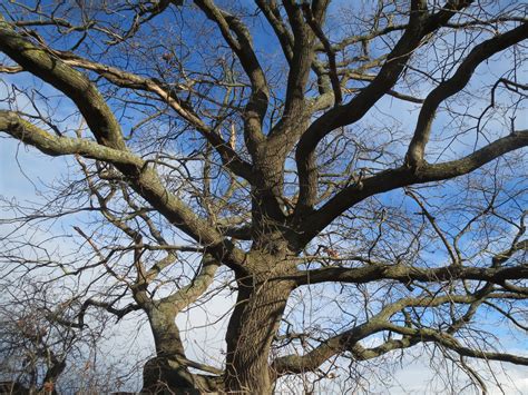 Images Gratuites Arbre Branche Neige Hiver Feuille Fleur Tronc