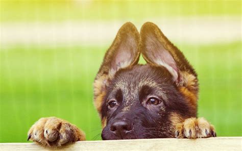 Wallpaper Face Ears Cute Puppy Fauna Vertebrate