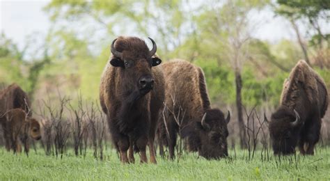 The tallgrass prairie preserve is the largest protected remnant of tallgrass prairie on earth. Tallgrass Prairie Preserve