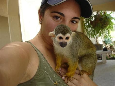 Squirrel Monkey Animals For Sale Floyd Street Houston