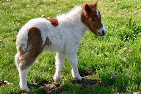 Cute Baby Horses That Make Us Squee Mane N Tail Equine