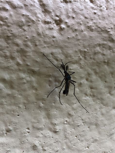 What Is This Bug Looks Like A Mosquito But Is 4 To 5 Times Larger