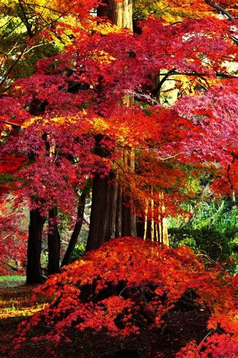 Red Leaves Forest Autumn Scenery Autumn Scenes Autumn Trees