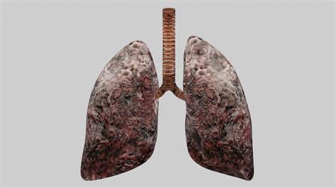 3d Model Smoker Human Lungs Fully Rigged Low Poly 3 Vr Ar Low Poly