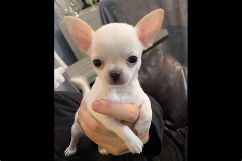 Natelsong Chihuahuas Chihuahua Puppies For Sale Born On 10302020
